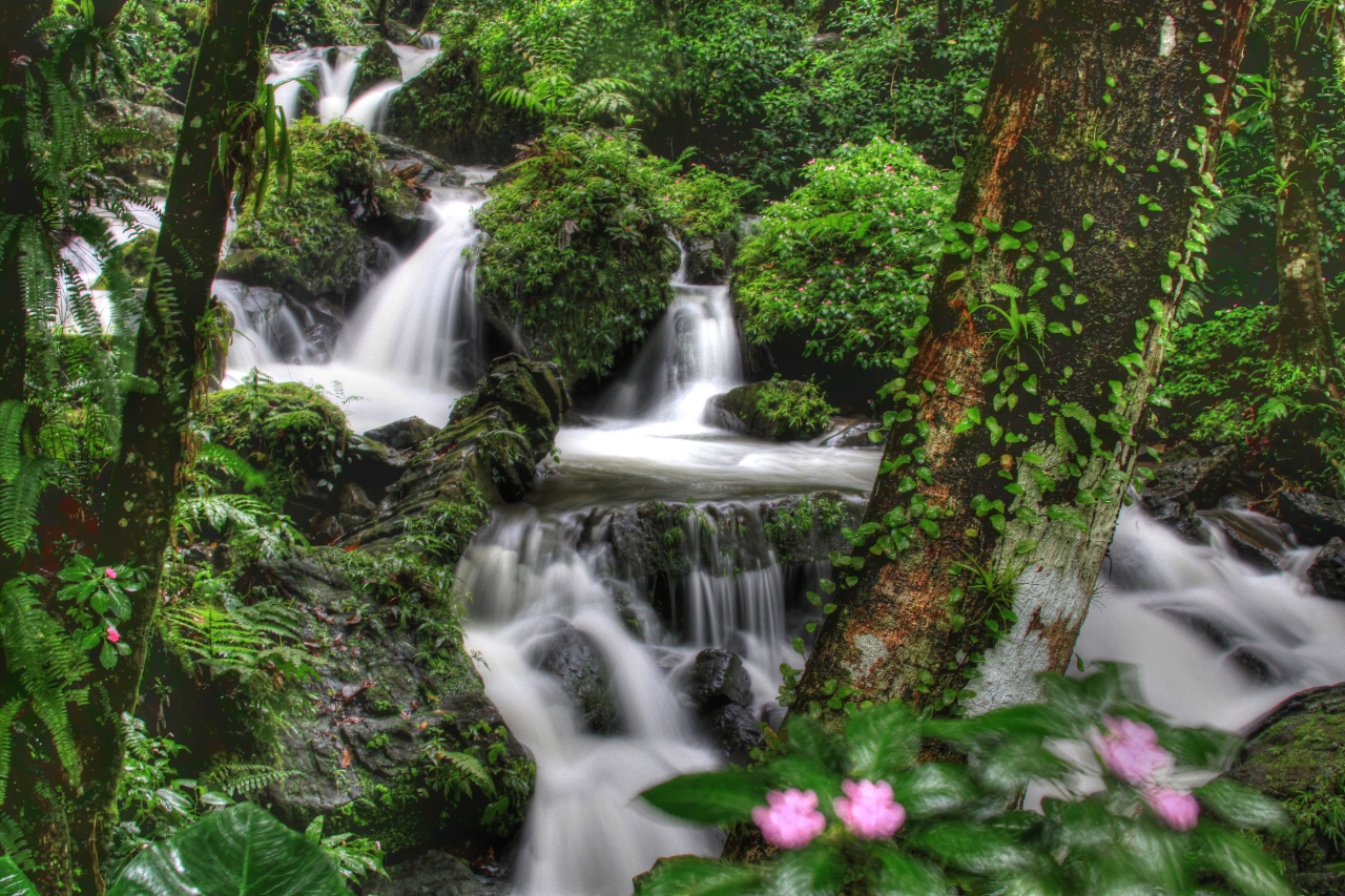 El Yunque Rainforest