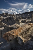 Petrified Log, Bisti Badlands, NM