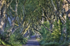 Dark Hedges, Northern Ireland