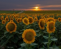 Sunflower Sunsets, Burnside Farms, 2024