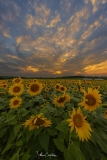 Sunflower Sunsets, Burnside Farms, 2024