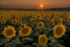 Smoky Sunflower Sunsets, Burnside Farms, 2024