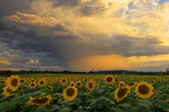 Thunderstorm and Rain at Sunset, Burnside Farms