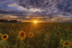 Sunflower Sunsets at Burnside Farms