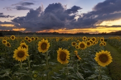 Twilight Glow and Sunflowers, Burnside Farms