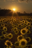 "Children of the Corn", Backlit Sunflowers at Burnside Farms