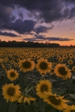 Twilight Glow and Sunflowers, Burnside Farms