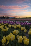 Tulip Sunset at Burnside Farms