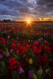 Tulip Sunset at Burnside Farms