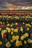 Tulip Sunset at Burnside Farms