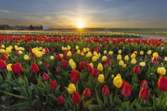 Tulip Sunset at Burnside Farms