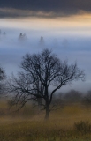 Sunrise Fog in Canaan Valley