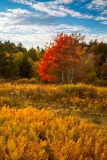 Dolly Sods Wilderness, WV