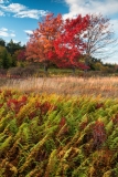 Dolly Sods Wilderness, WV