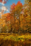 Canaan Valley State Park, WV