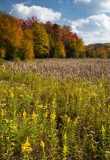 Canaan Valley State Park, West Virginia