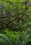 Hoh Rain Forest, Olympic National Park