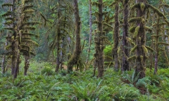 Hoh Rain Forest, Olympic National Park