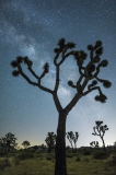 Milky Way at Joshua Tree National Park