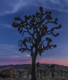 Joshua Tree National Park