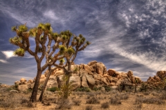 Joshua Tree National Park