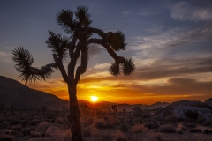 Joshua Tree National Park