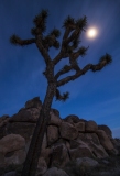 Moon over Joshua Tree National Park