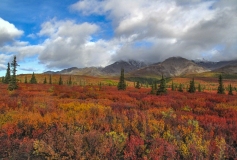 Tundra and Taiga Forest in Denali National Park