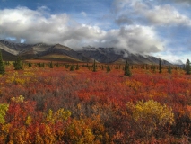 Tundra and Taiga Forest in Denali National Park