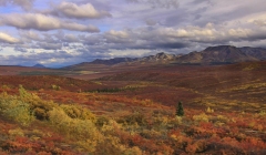 Tundra and Taiga Forest in Denali National Park