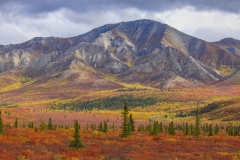 Tundra and Taiga Forest in Denali National Park