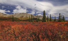 Tundra and Taiga Forest in Denali National Park