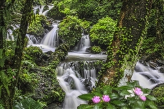 El Yunque Rain Forest, Puerto Rico