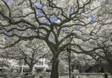 Live Oak (infrared), Savanah