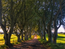 Dark Hedges, Northern Ireland