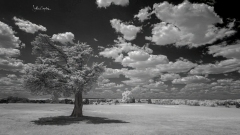 Lone Tree with Henry Hill, Manassas National Battlefield Park