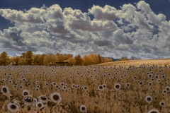 Sunflowers, Burnside Farms, Nokesville, Virginia