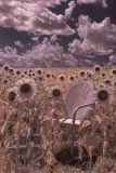 Sunflowers, Burnside Farms, Nokesville, Virginia