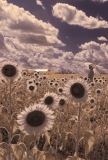 Sunflowers, Burnside Farms, Nokesville, Virginia