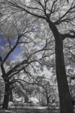 Live Oak Trees in city park space, Savannah, Georgia