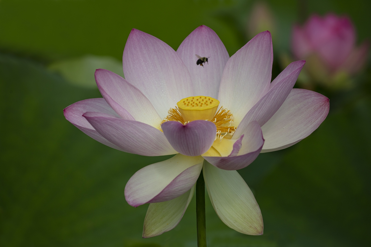 Stages of a Lotus Flower Blooming at Kenilworth Aquatic Gardens