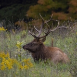 Bull Elk